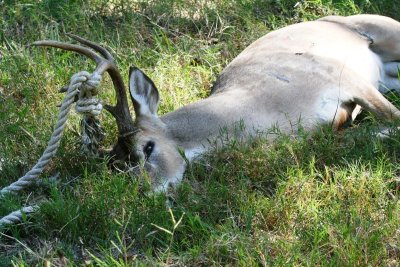 Sad - Deer killed by Poachers