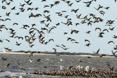 Aransas Wildlife Refuge and Fulton TX, 11/08