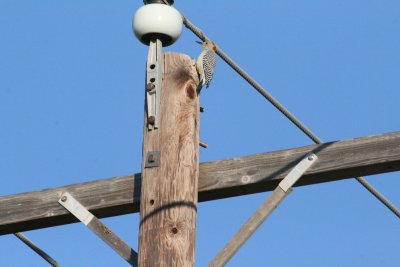 Aransas Wildlife Refuge and Fulton TX, 11/08