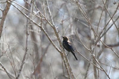 Rusty Blackbird - Female