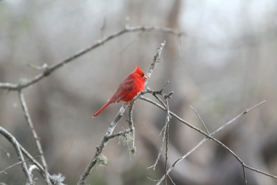 Cardinal 8015