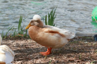 Hybrid Domestic Duck