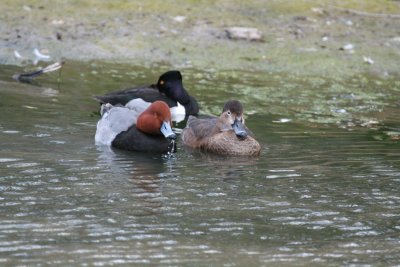 Redhead and Pair of Ringneck Ducks