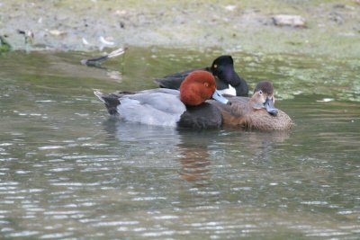 Redhead and a Pair of Ringneck Ducks.JPG