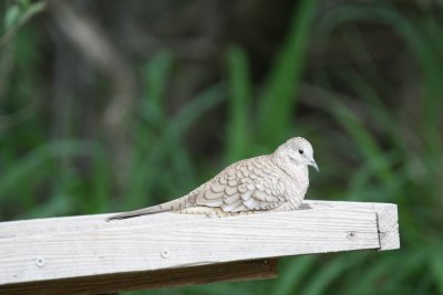 g1/81/826381/3/110340716.nIT35cC1.jpg