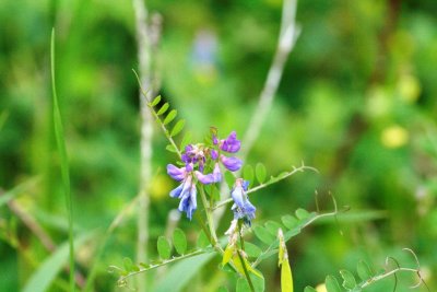 Deer Pea Vetch (Vicia ludoviciana)