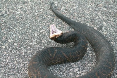 Cottonmouth - Bent Over