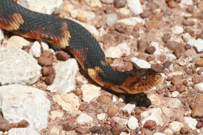 Broad Banded Water Snake 0068