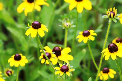 Clasping-Leaved Coneflower (Dracopis amplexicaulis)