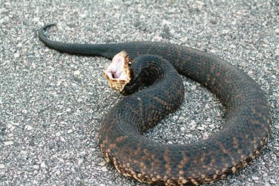 Cottonmouth 0075
