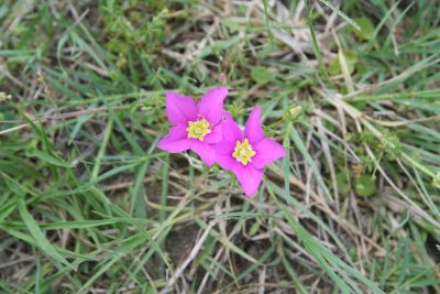Meadow Pink (Sabatia campestris)