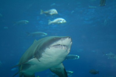 Georgia Aquarium 05/2009