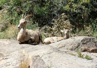 Rocky Mountain Sheep - Mom and Baby