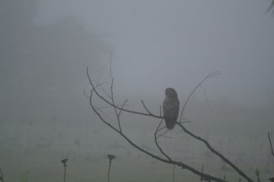 Foggy Morning - Barred Owl