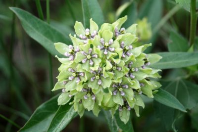 Green Milkweed  (Asclepias viridis)