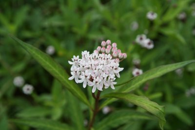 Swamp Milkweed (Asclepias incarnata)