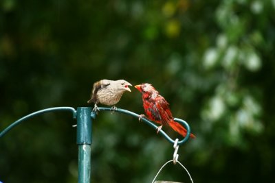 Wet Cardinal feeding his child