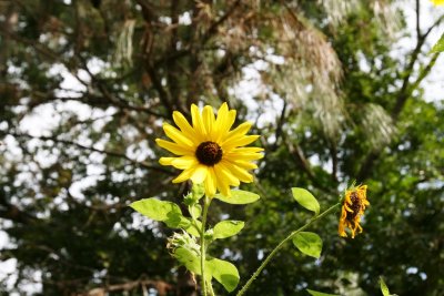 Common Sunflower (Helianthus annuus)
