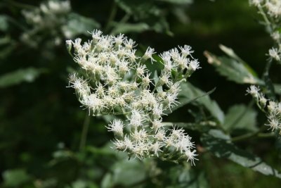 Later Flowerimg Bonset (Eupatorium serotinum)