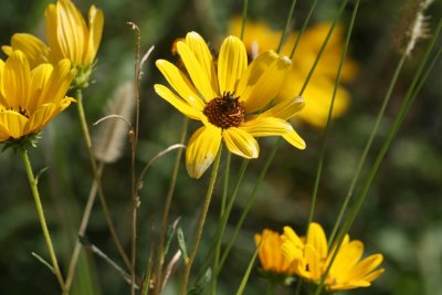 Narrow-leaved Sunflower Helianthus angustifolius
