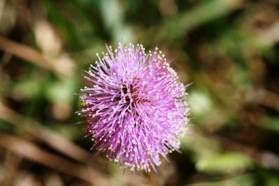 Sensitive Brier (Mimosea nuttallii)