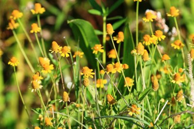 Creeping Spotflower (Acmella oppositifolia)