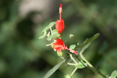 Turks Cap (Malvaviscus arboreus)