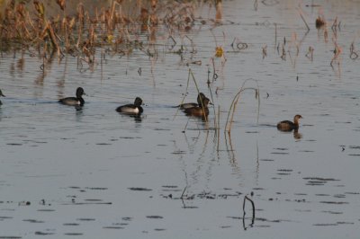 Ring-Necked Ducks, Pie-Billed Grebe on the right.