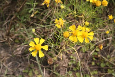 Creeping Spotflower (Acemella oppositifolia)