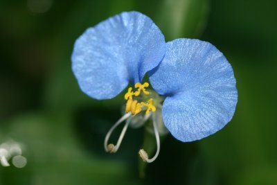 Erect Dayflower (Commelina erecta)