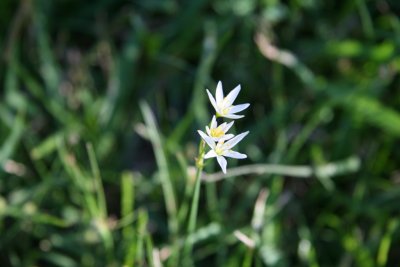 False Garlic (Nothoscordum bivalve)