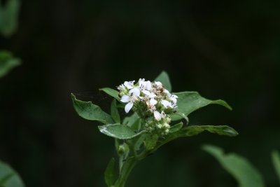 Freeze Plant (Verbesina virginica)
