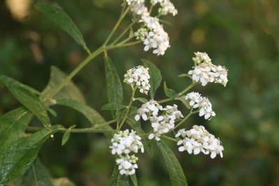 Freeze Plant (Verbesina virginica)