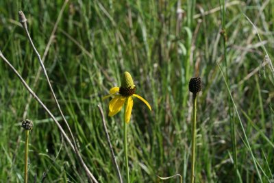 Giant Coneflower (Rudbeckia maxima)