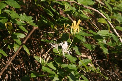 Honeysuckle, Japenese (Lonicera japonica)