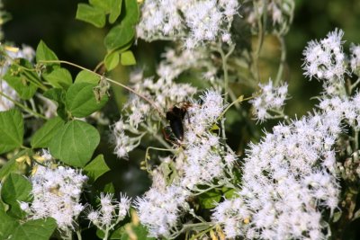 Late Flowering Bonset (Eupatorium serotinum)