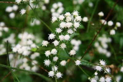 Late Flowering Bonset (Eupatorium serotinum)