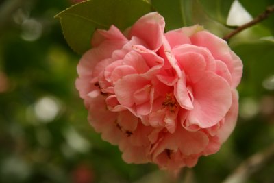 Camellia