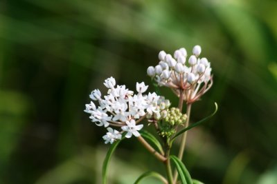 Swamp Milkweed (Asclepias incarnata)