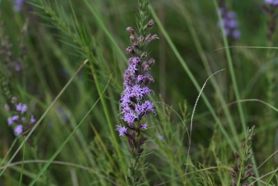 Narrow Leaf Gay Flower (Liatris mucronata)