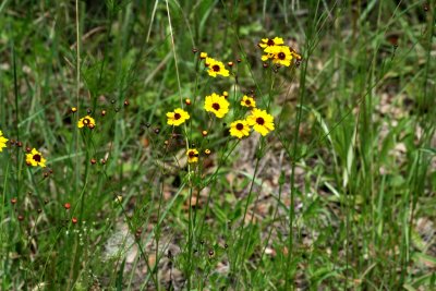 Plains Coreopsis (Coreopsis tinctoria)