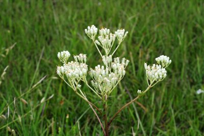 Prairie Plantain (Arnoglossum plantagineum)
