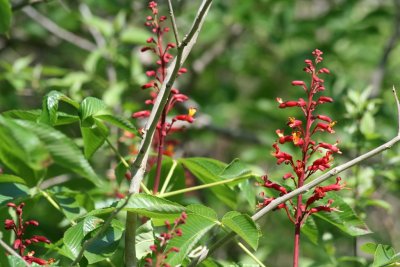 Red Buckeye