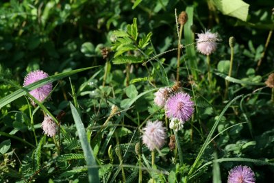 Sensitive Briar (Mimosa nuttallii)