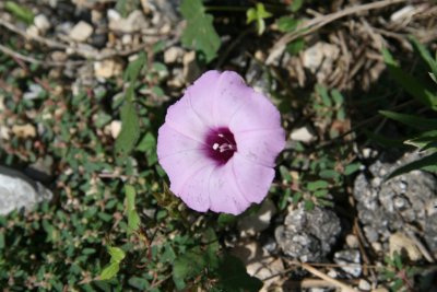 Sharp Bulb Morning Glory (Ipomoea trichocaro)