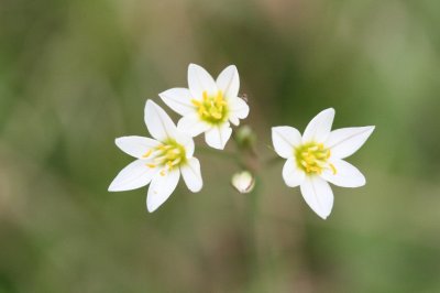 False Garlic (Nothoscordum bivalve)