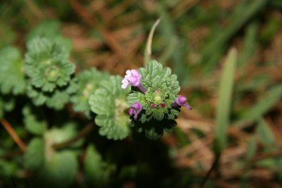 Hen Bit (Lamium amplexicaule)