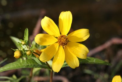 Swamp Sunflower (Helianthus agustifolius)