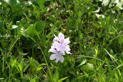 Water Hyacinth (Eichhornia crassipes)