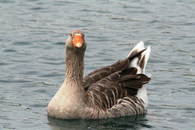Grey Lag Goose